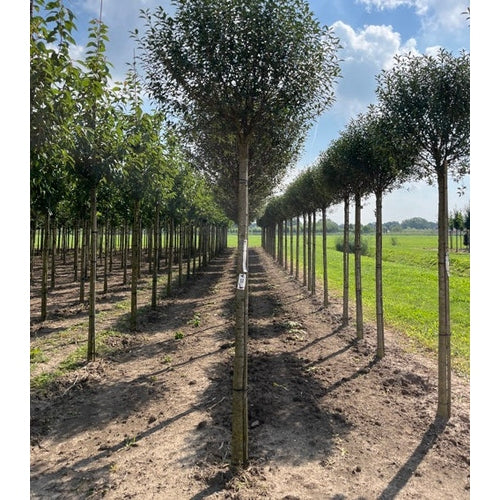 Klotkörsbär - Prunus eminens 'Umbraculifera' - Stammens omkrets 20-25 cm, höjd 4-4,5 meter, HS,